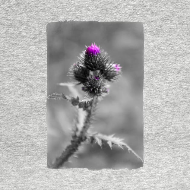 Thistle by cinema4design